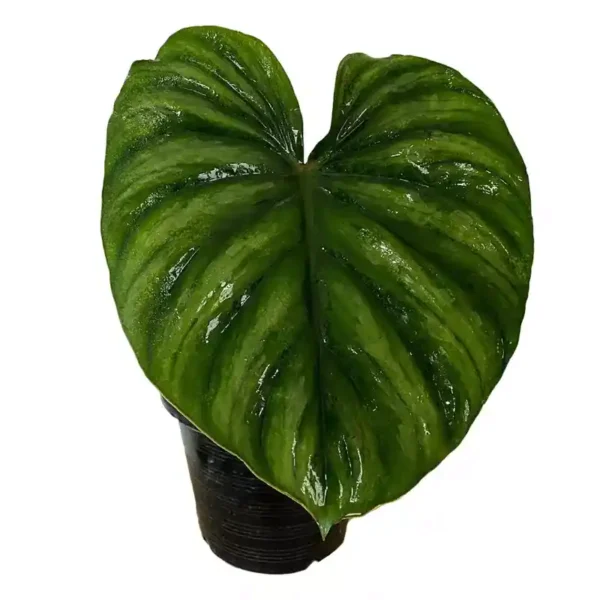 PHILODENDRON PLOWMANII ROUND FORM- Rare - Image 3