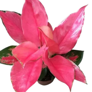 Aglaonema Pink Majestic