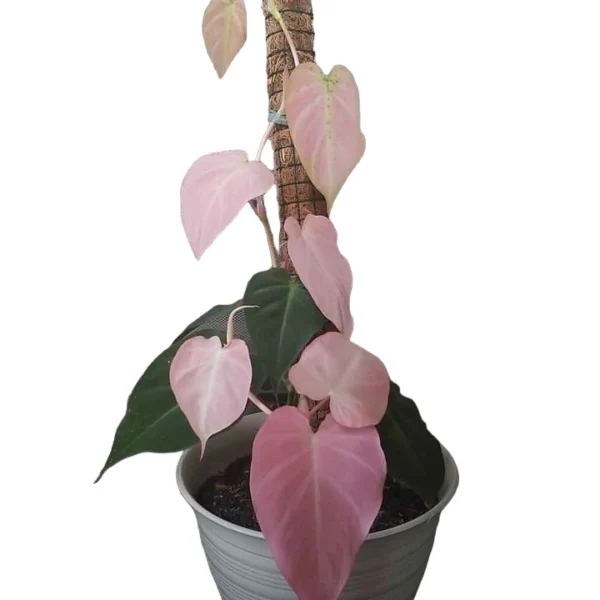 Philodendron Mican Pink Variegated - Super Rare - Image 2