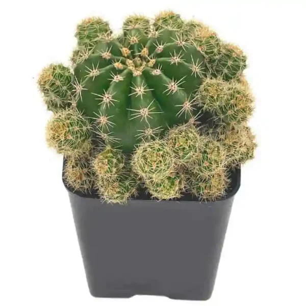 Echinopsis Oxygona (Easter Lily Cactus) - Image 3