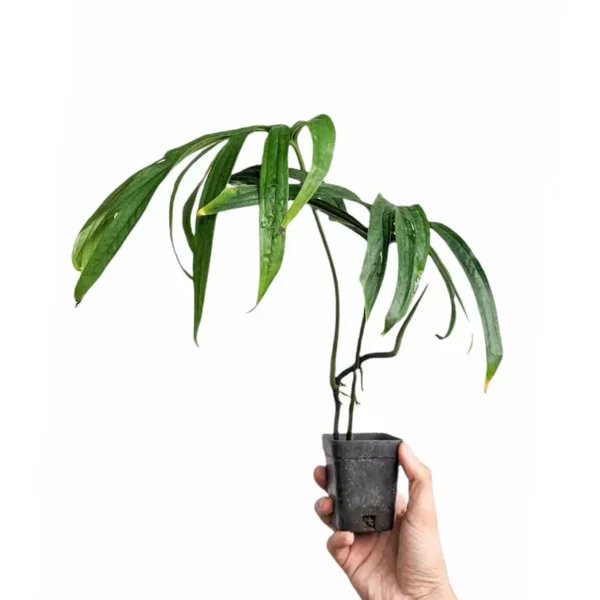 Amydrium Zippelianum / Spiderman Monstera - Image 3