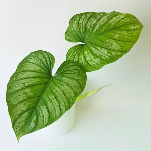 Philodendron Mamei - 'Silver Cloud' - Image 3
