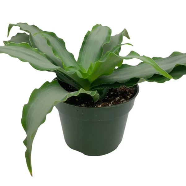 Murdannia Loriformis 'Bright Star' - Image 3