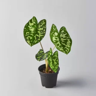 Alocasia Hilo Beauty