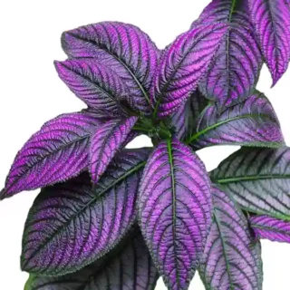 Persian Shield, Strobilanthes Dyerianus - Rare