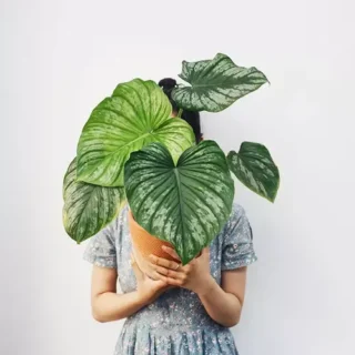 Philodendron Mamei - 'Silver Cloud'