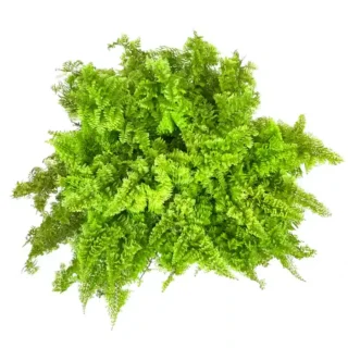 Cotton Candy Miniature Fern | Nephrolepis Exaltata plant