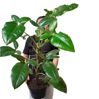 Syngonium "Bunny Ear"- Rare