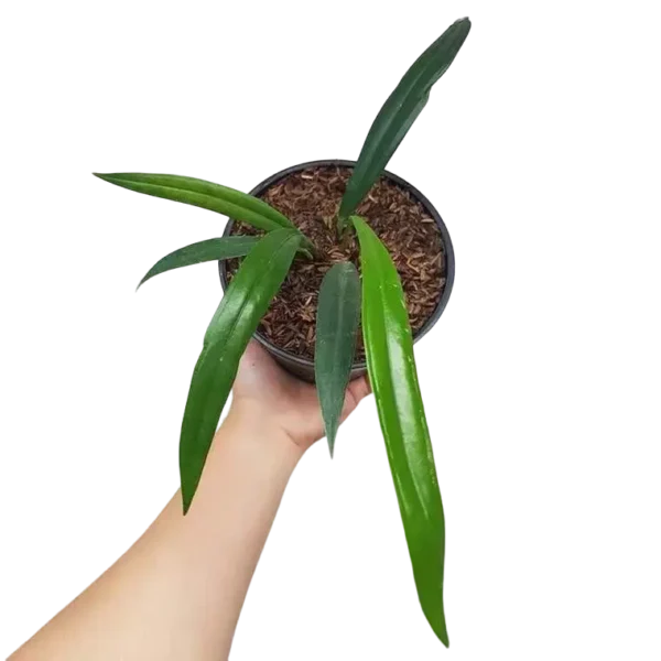 Anthurium Bakeri- Rare - Image 3