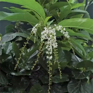 Fiddlewood (Citharexylum spinosum) | Parijatham Plant