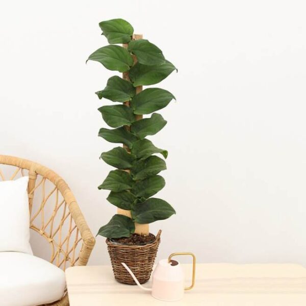Monstera Rhaphidophora Korthalsii, Celatocaulis - Rare - Image 2