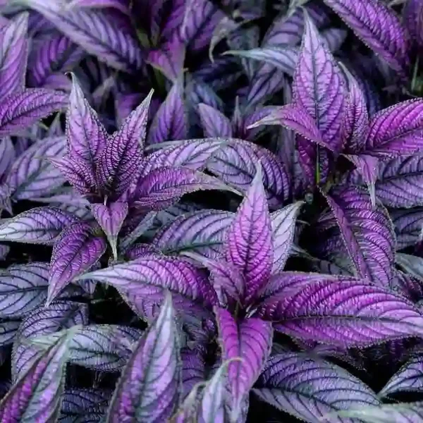 Persian Shield, Strobilanthes Dyerianus - Rare - Image 2