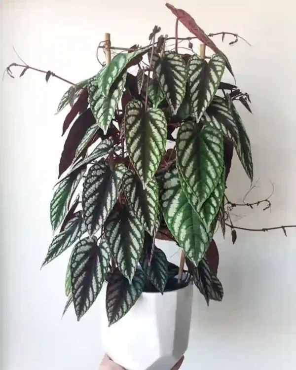 Cissus Discolor, Rex Begonia Vine - Rare Plant