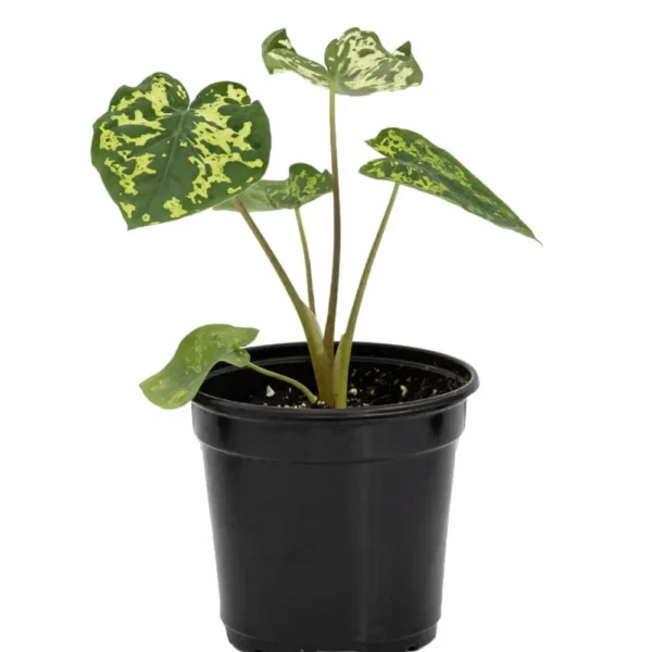 Alocasia Hilo Beauty - Image 2