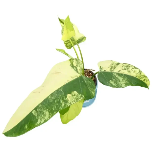 Philodendron Domesticum Variegated - Image 2