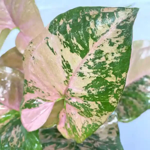 Syngonium Pink Freckles -Rare - Image 2
