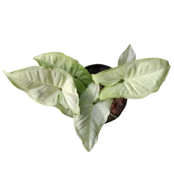 White Butterfly Syngonium - Image 2