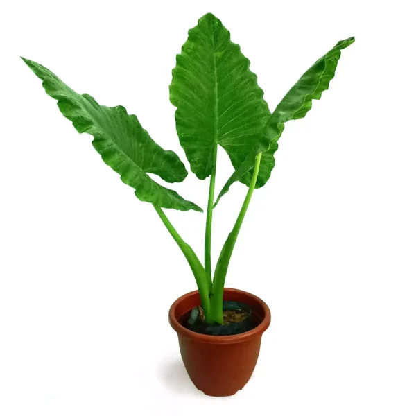 Alocasia Giant taro / Macrorrhizos - Image 3