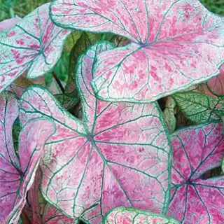 Caladium 'pink Illusion'