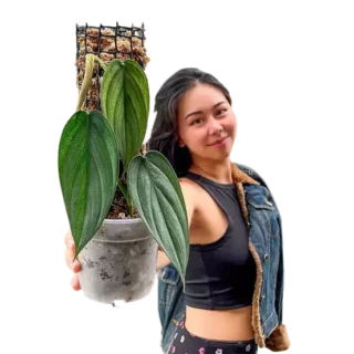 Philodendron 'Burle Marx Fantasy'- Rare Plant