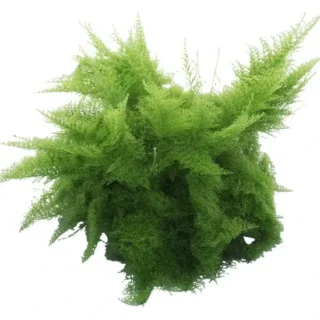 Cotton Candy Fern