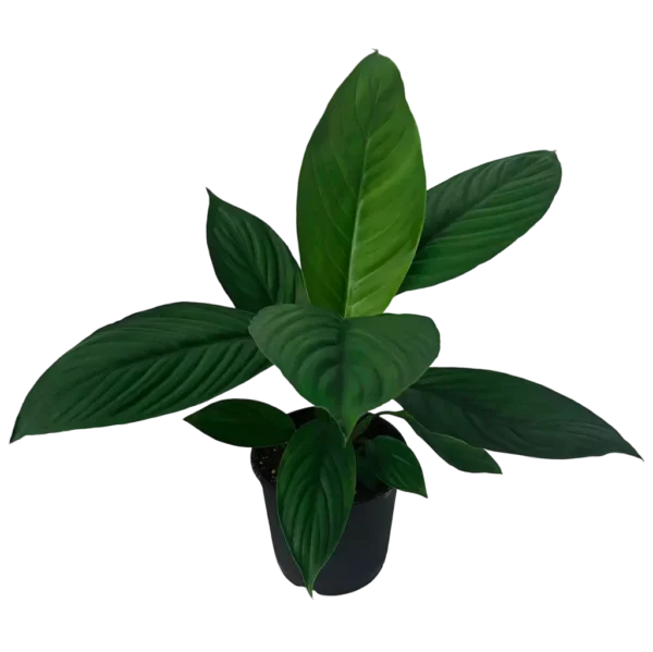 Spathiphyllum Peace Lily Hybrid - Image 3
