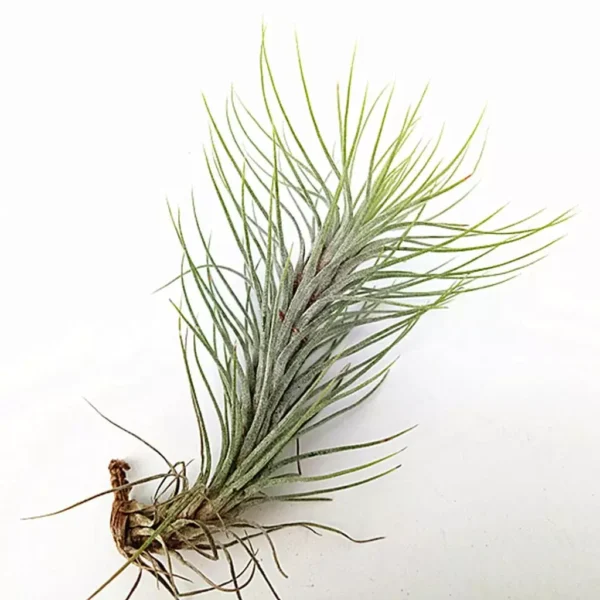 Tillandsia Funckiana Air Plant - Image 2