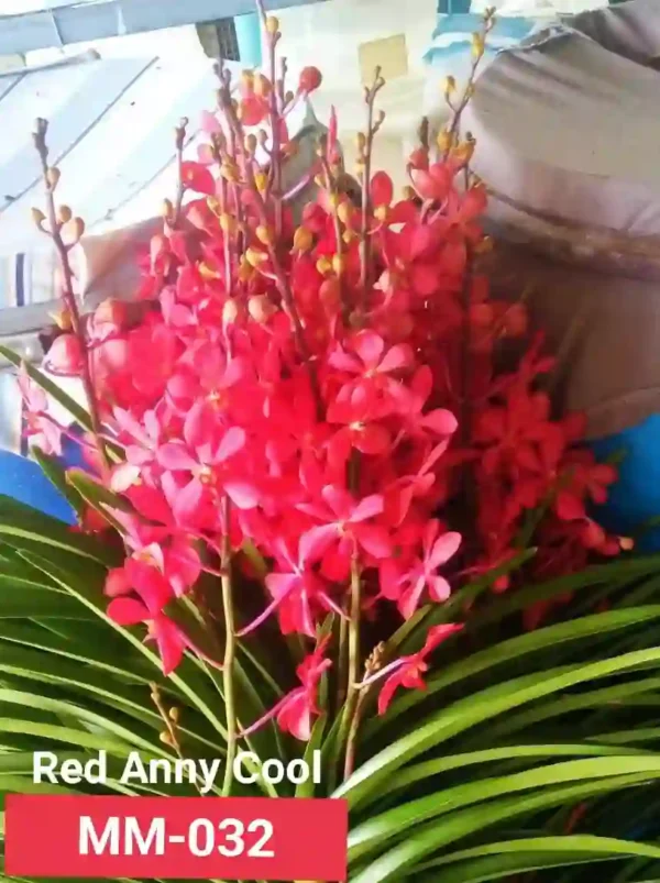 MM-032~Mokara Matured Plant(Red Anny Cool)