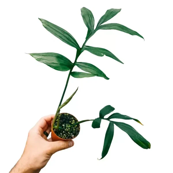 Monstera Subpinnata - Rare - Image 3