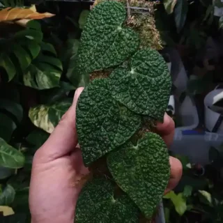 Piper SP Borneo - Super Rare