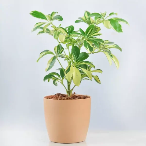 Umbrella / Schefflera Variegated Plant - Image 2