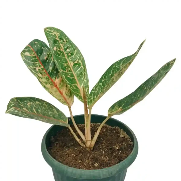 Aglaonema Dona Carmen - Image 2