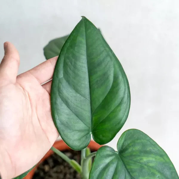 Syngonium Chiapense - Rare - Image 2