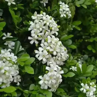 Miniature Murraya