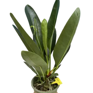 Anthurium Willdenowii - Rare