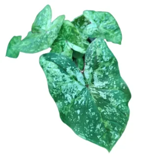 Caladium
