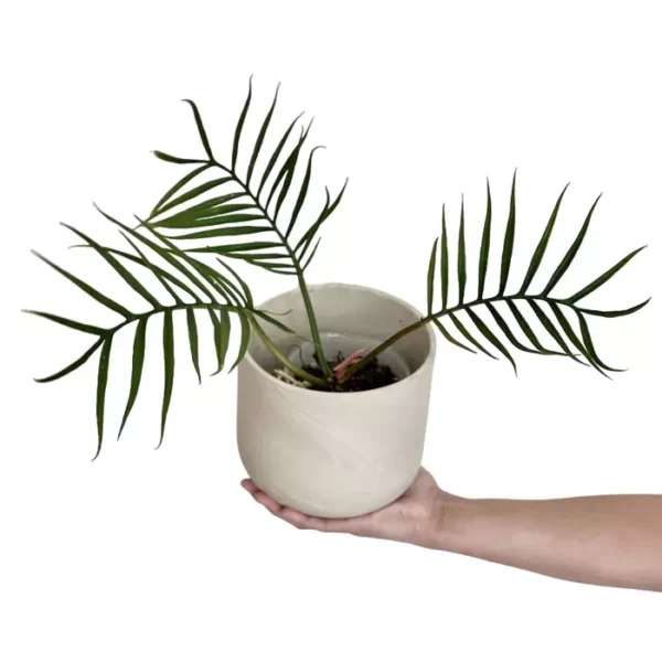 Philodendron Tortum- Rare - Image 3