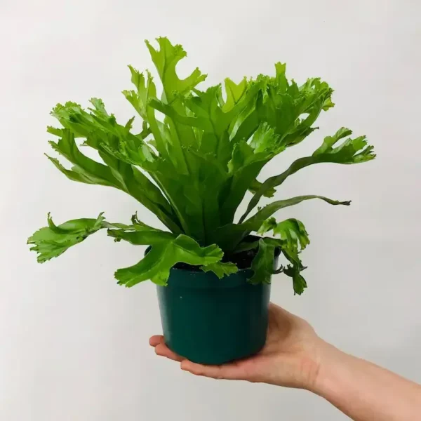 Dragon fern, Leslie Bird's Nest Fern, Asplenium Antiquum - Image 3