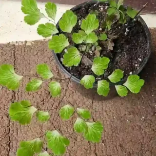 Variegated Maidenhair fern | Adiantum raddianum 'Variegated' - Rare