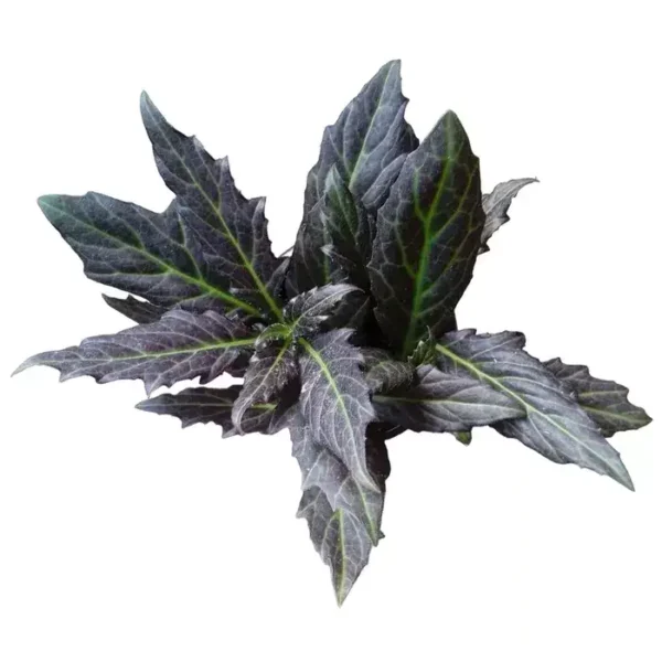 Gynuram Pseudochina