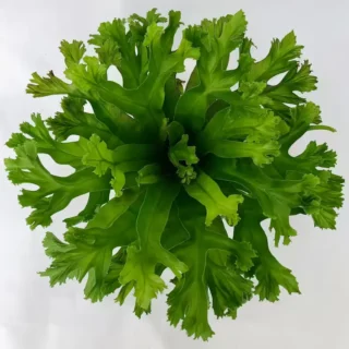 Dragon fern, Leslie Bird's Nest Fern, Asplenium Antiquum
