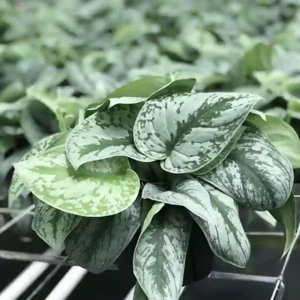 Scindapsus Pictus Exotica - Image 2