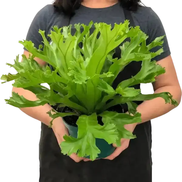 Dragon fern, Leslie Bird's Nest Fern, Asplenium Antiquum - Image 2