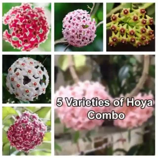 Hoya (5 varieties Combo)