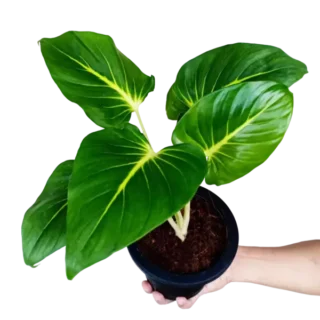 Homalomena Lindenii- Rare