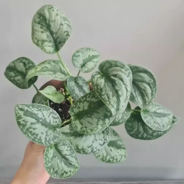 Scindapsus Pictus Exotica