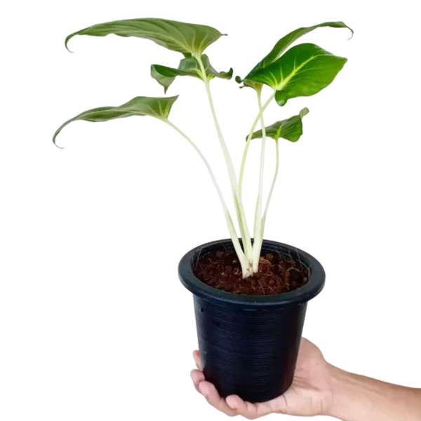 Homalomena Lindenii- Rare - Image 2