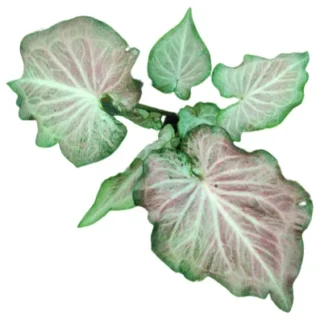 Caladium