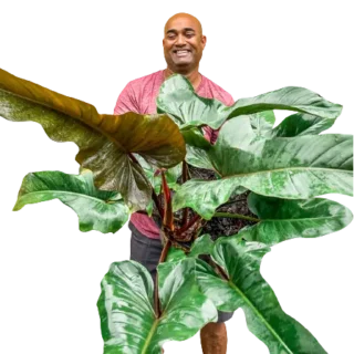Philodendron ‘Florida Bronze’ - Rare Plant