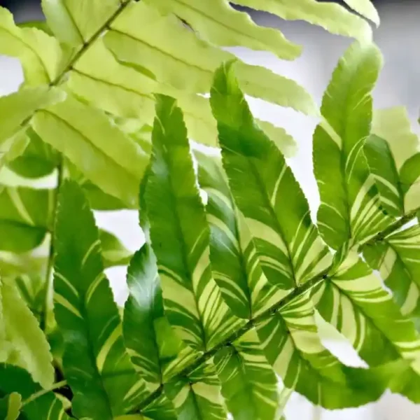 Tiger Boston Fern - Image 2
